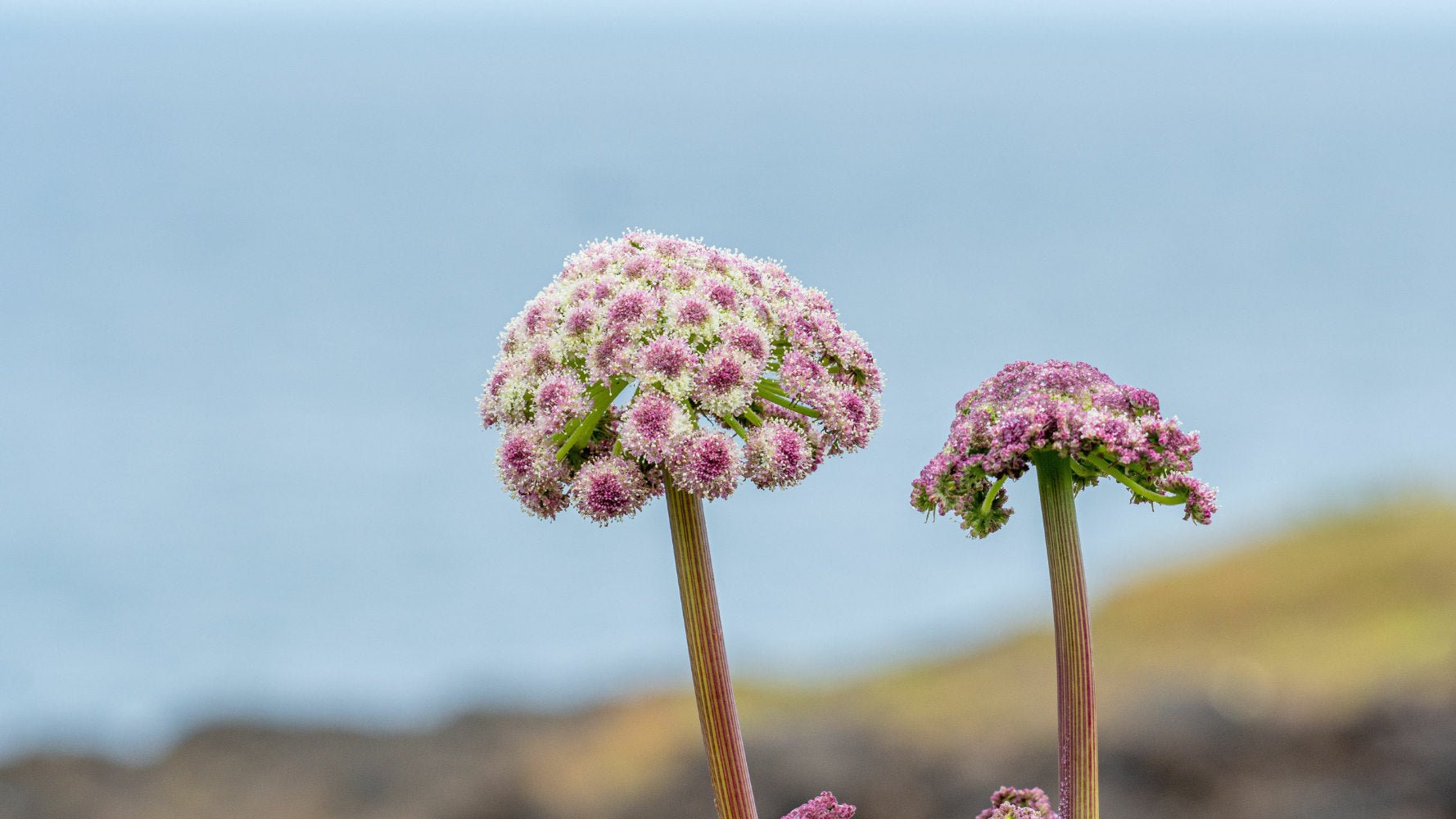 Angelica Sinensis Benefits: Gentle Herbal Care for Skin & Wellbeing | Cornish Seaweed Bath Co. - The Cornish Seaweed Bath Co.