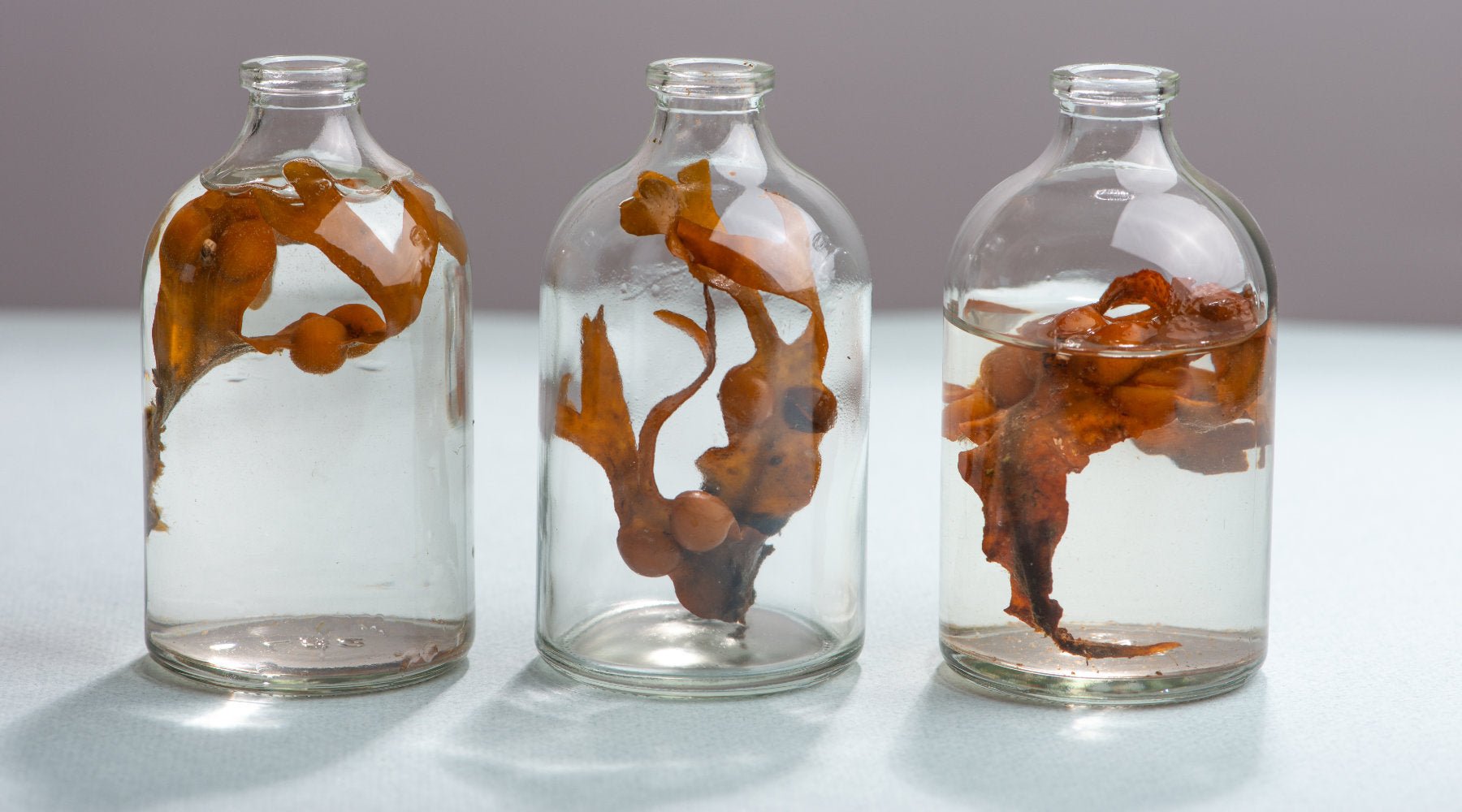 Seaweeds Benefits for Skin: 5 Gentle Rituals for Radiance | Cornish Seaweed Bath Co. - The Cornish Seaweed Bath Co.