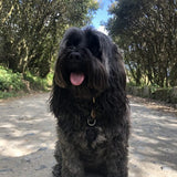 Dog Shampoo Bar - The Cornish Seaweed Bath Co.