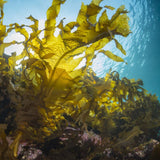 Organic Super-Nutrient Facial Oil - The Cornish Seaweed Bath Co.