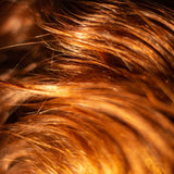 Super Nutrient Haircare Set - The Cornish Seaweed Bath Co.