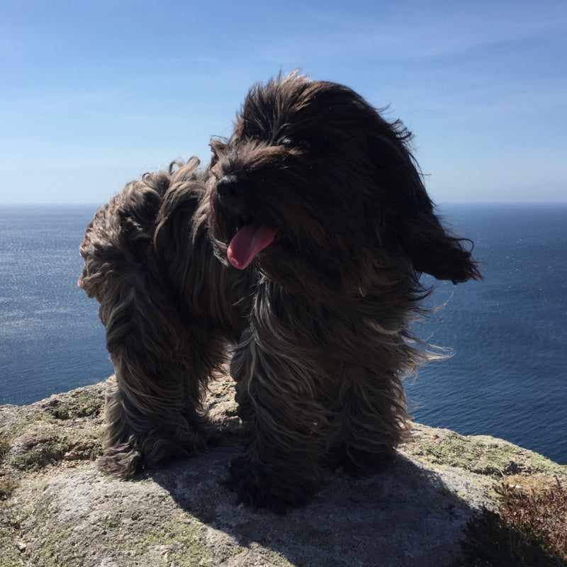 Havanese shampoo clearance