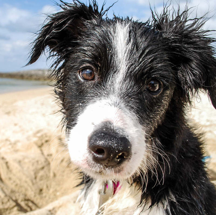 Itchy Ear Oil for Dogs The Cornish Seaweed Bath Co.